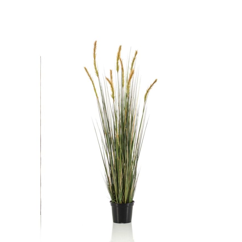 Grass foxtail 120cm
