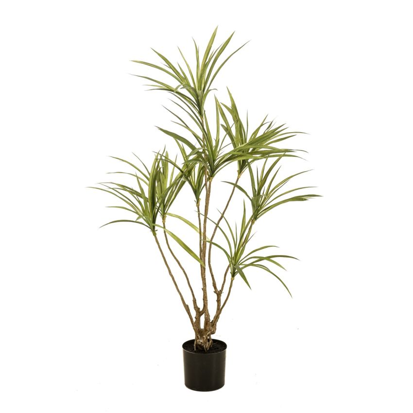 Dracaena multitrunk plant x8120cm