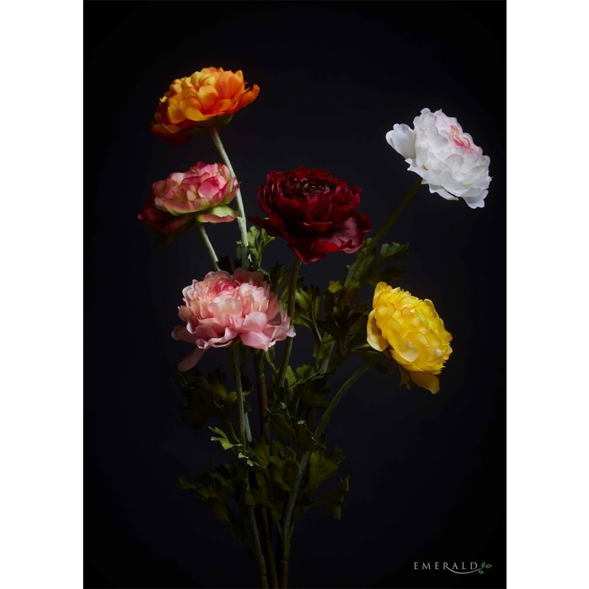 Ranunculus spray cream/pink 50cm