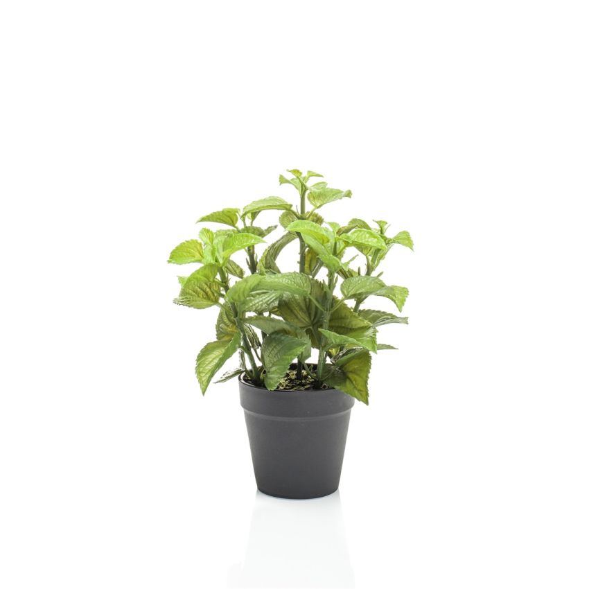 Mint in pot 23cm
