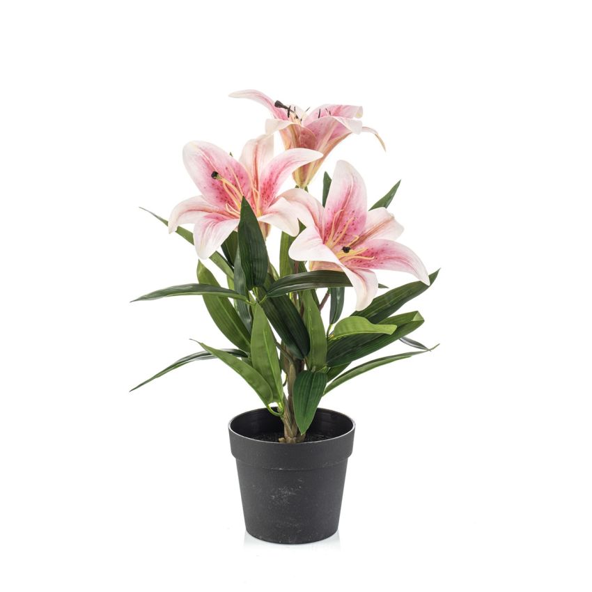 Lily pink in pot 33cm