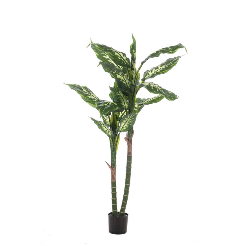 Dieffenbachia x2 150cm