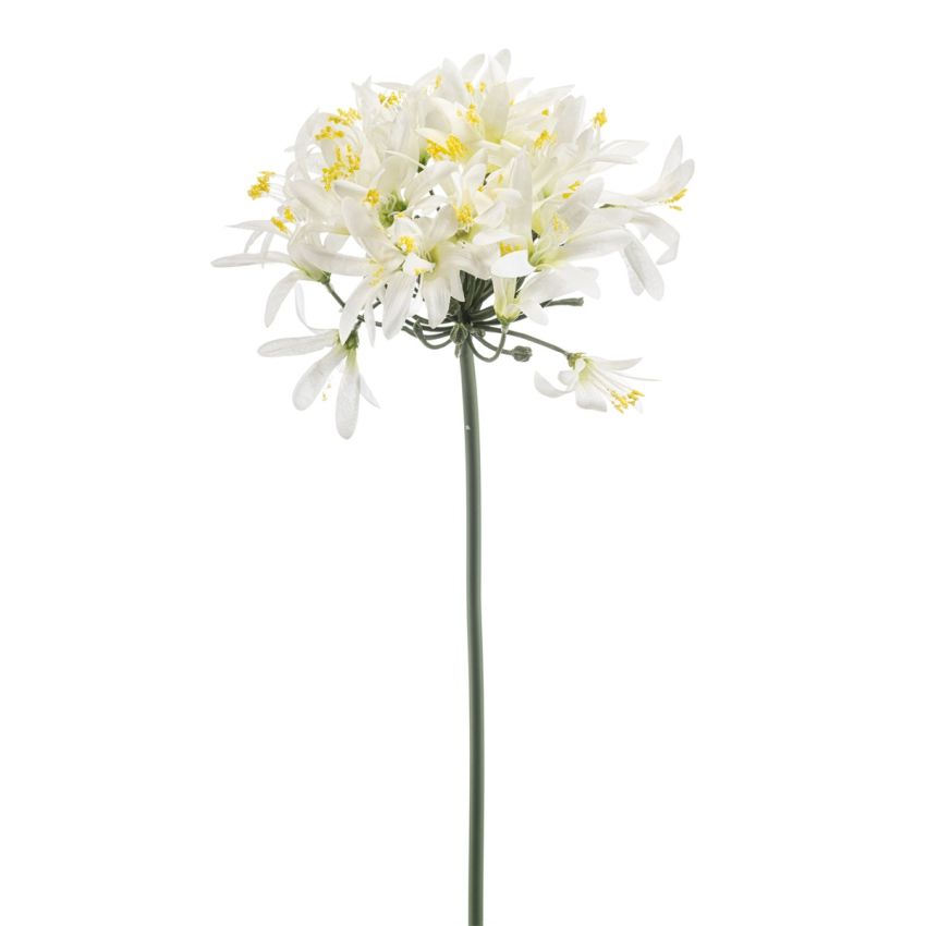 Agapanthus spray white 80cm