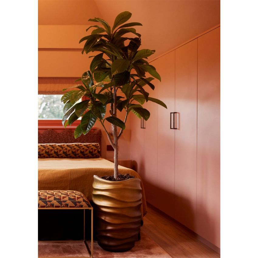 Frangipani plant x5 145cm