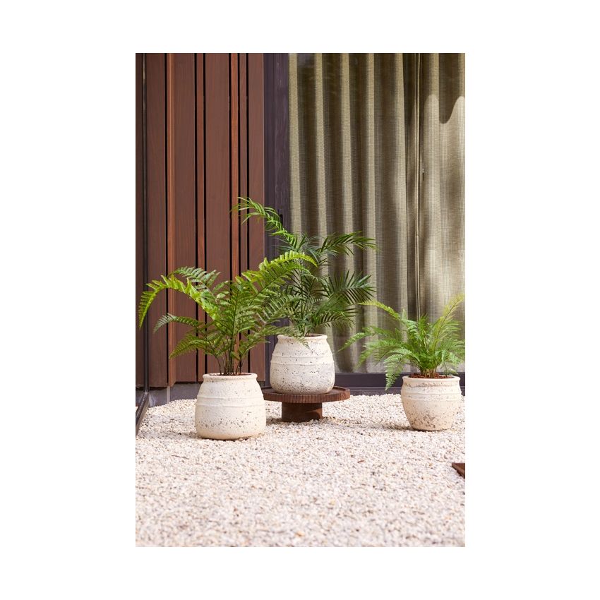 Fern woodwardia UV in pot 90cm