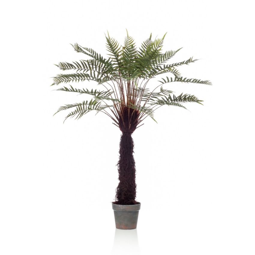 Fern dicksonia tree 125cm