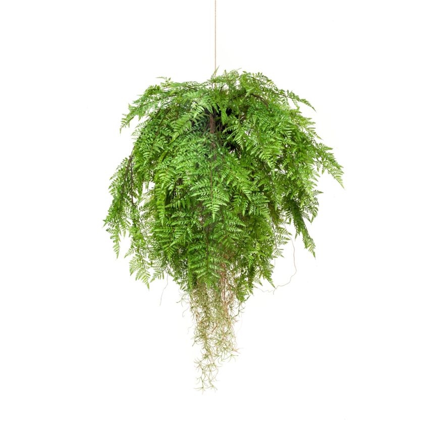 Fern w roots hanging deko d80cm