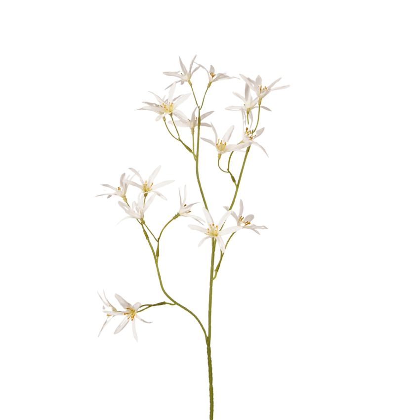 Tweedia spray white 70cm