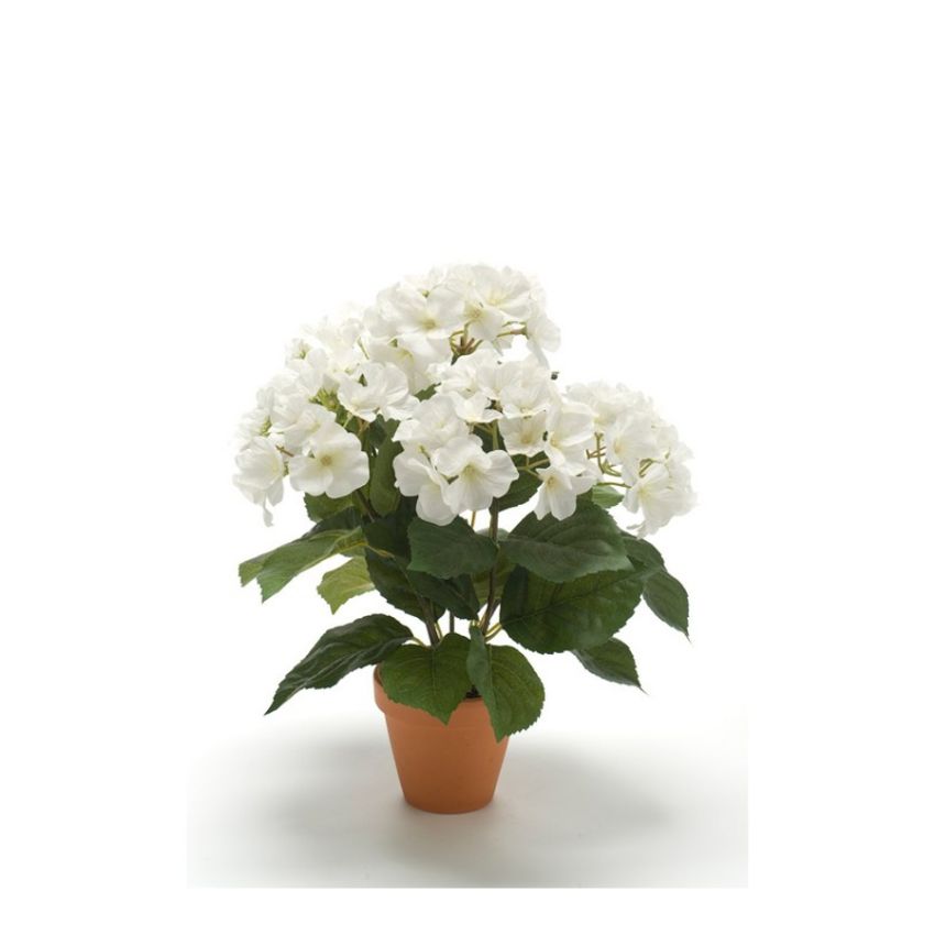 Hydrangea bush cream 40cm in tc pot