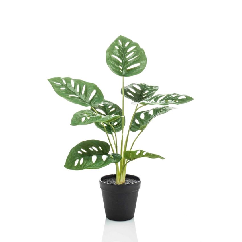 Monstera monkey bush in pot 43cm