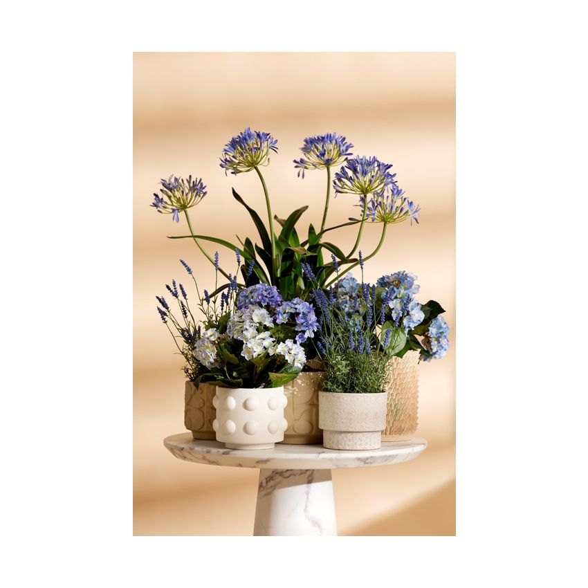 Hydrangea bush blue 40cm in black pot