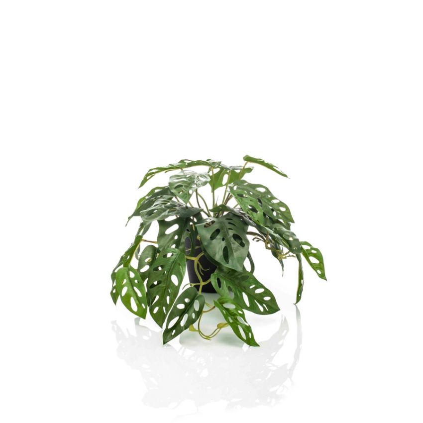 Monstera monkey bush in pot 55cm