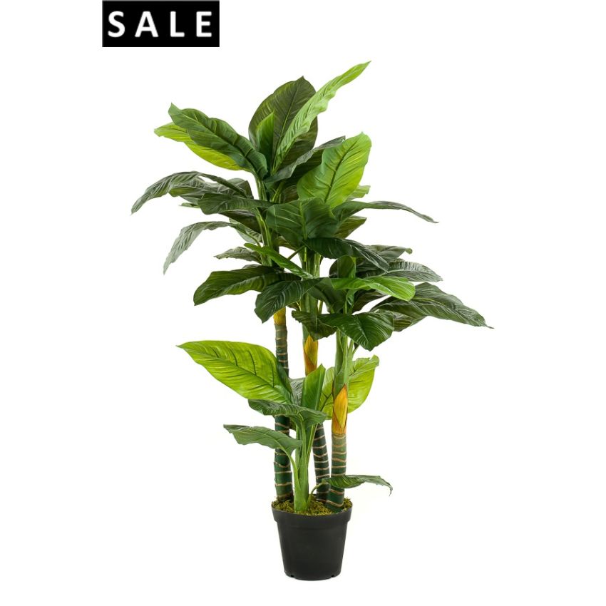 Spathiphyllum x4 160cm/41lvs
