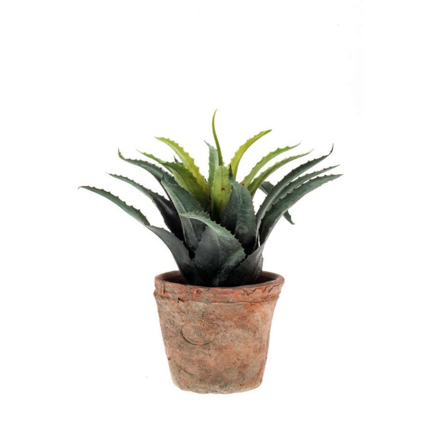 Agave green/red 27cm in tc pot aged