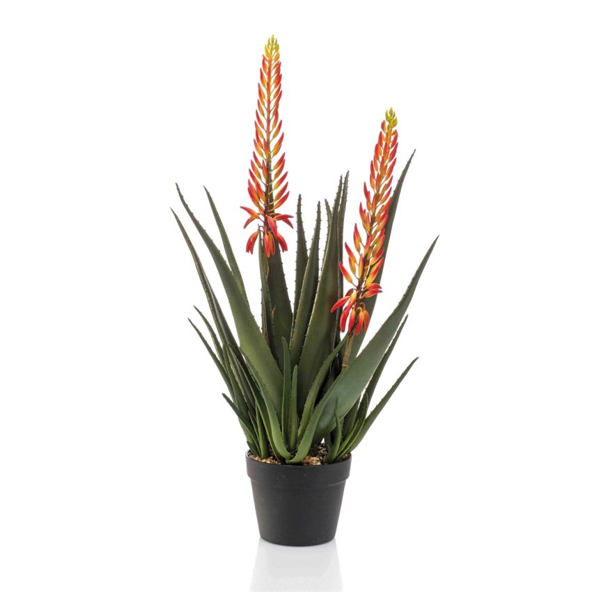 Aloe plant with 2 flowers orange 80cm