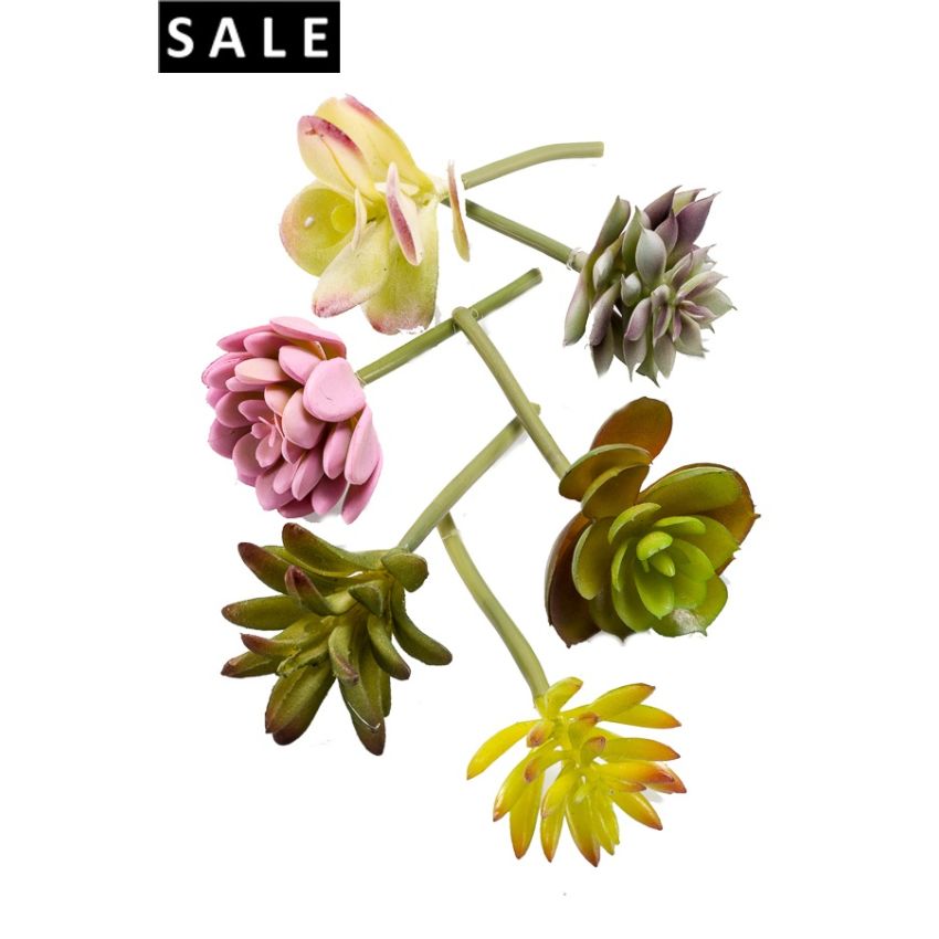 Succulent assortment bag of 6 mix colors