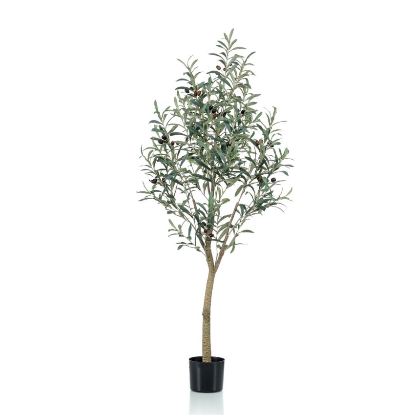 Olive tree 140cm
