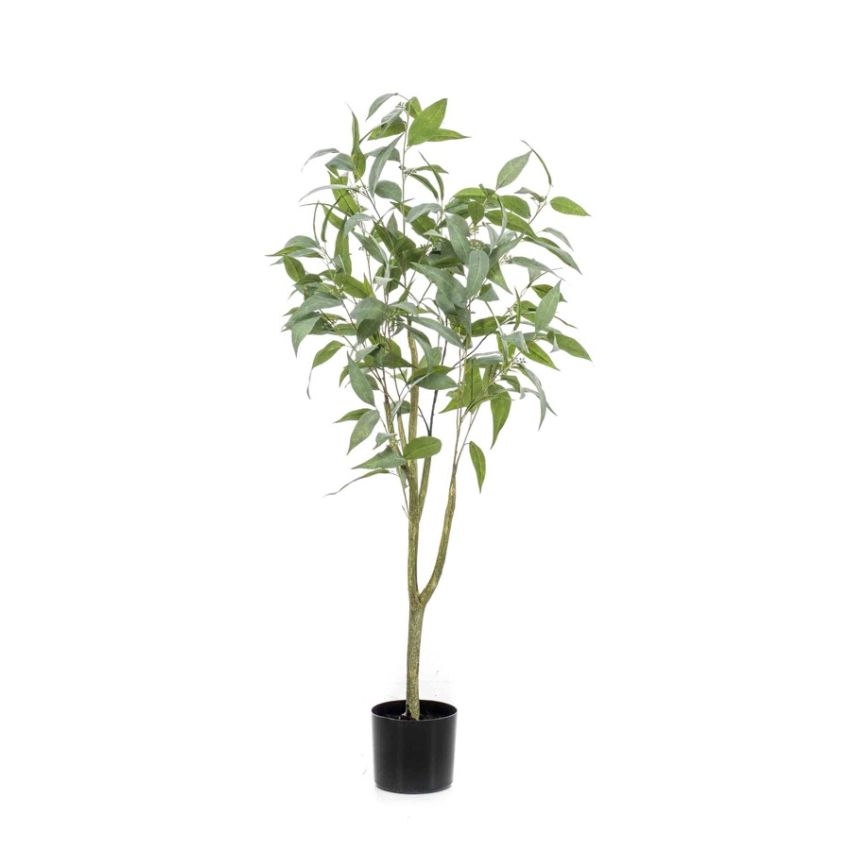 Eucalyptus globulus tree 115cm