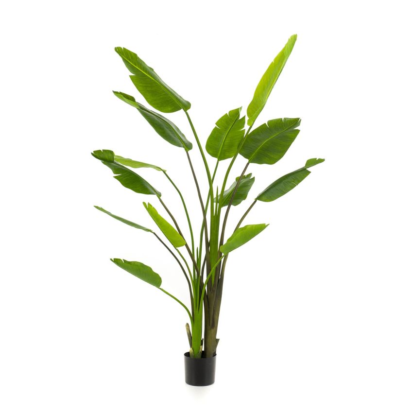 Strelitzia nicolai plant 180cm