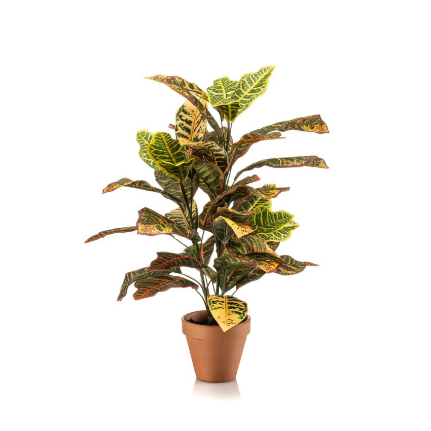 Croton bush 65cm in tc pot