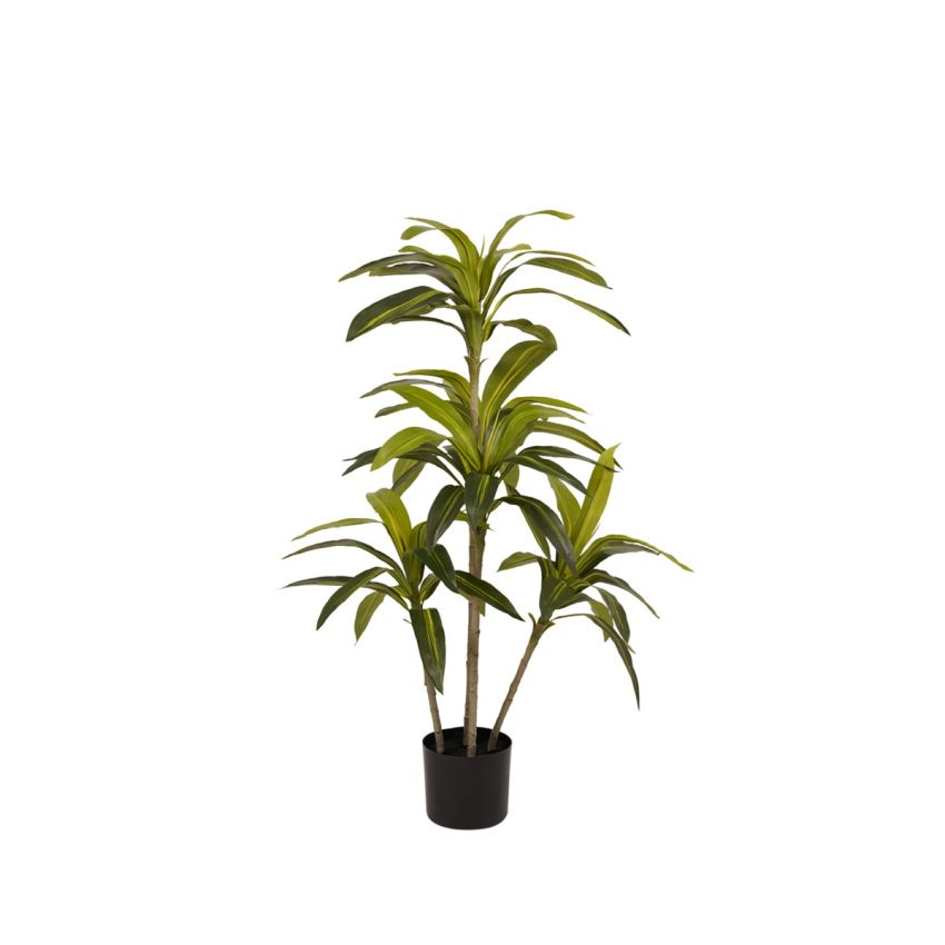 Dracaena plant 115cm (knock down packing)