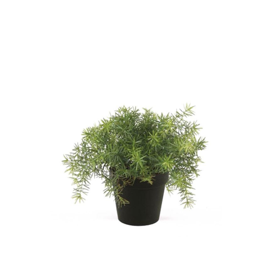 Asparagus bush lt green 28cm in black pot