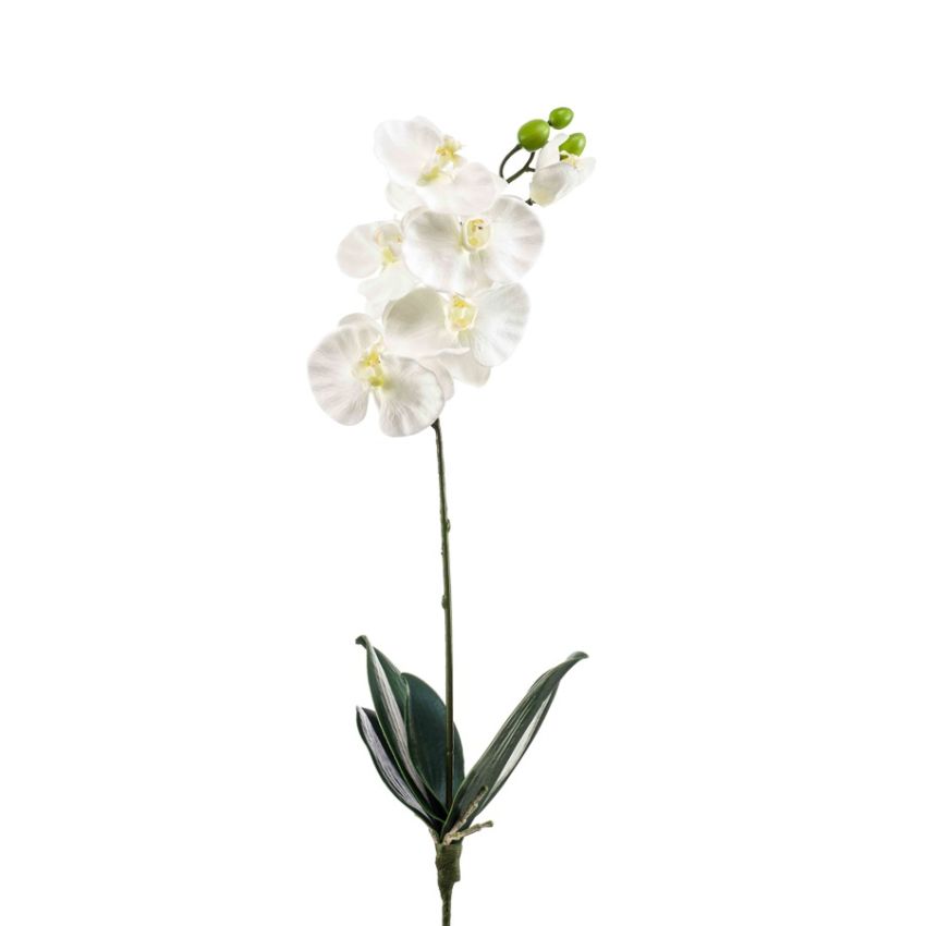 Phalaenopsis bush L white 60cm