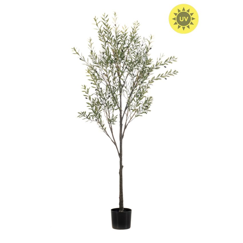 Olive tree UV 175cm (knock down packing)