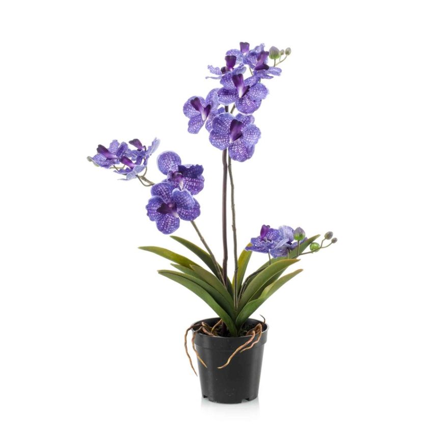Vanda purple in pot 60cm