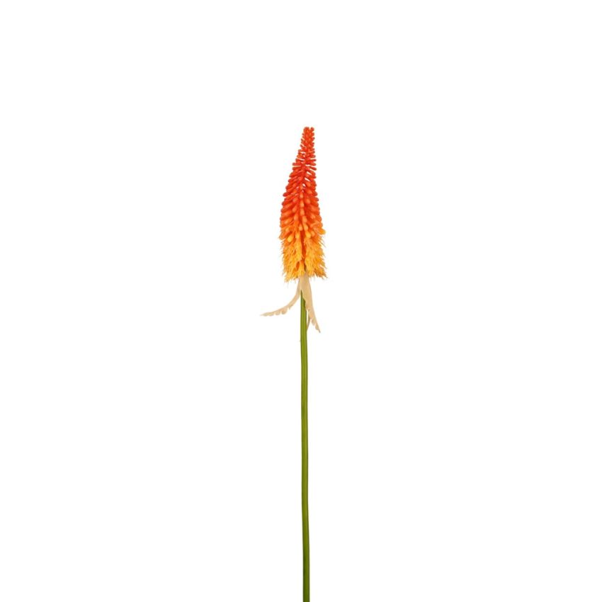Kniphofia spray orange 80cm