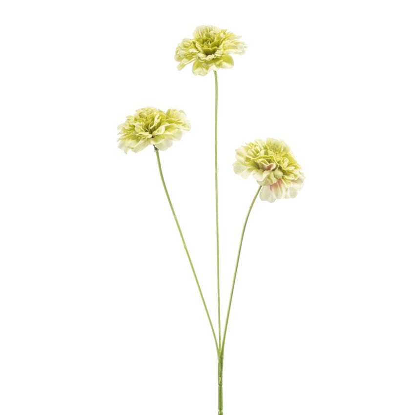 Dianthus spray green 50cm