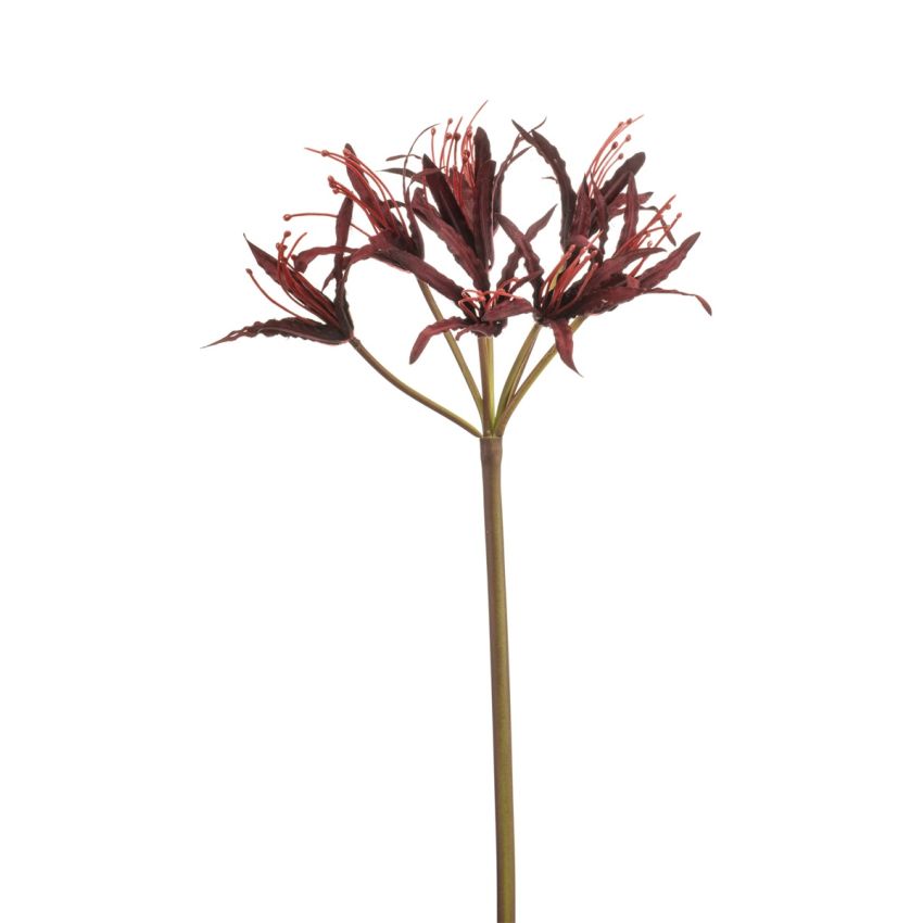 Nerine spray burgundy 95cm