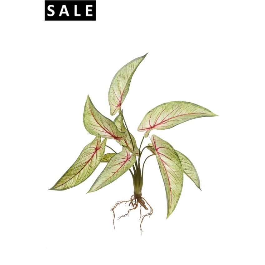 Calathea bush lt green/red 40cm