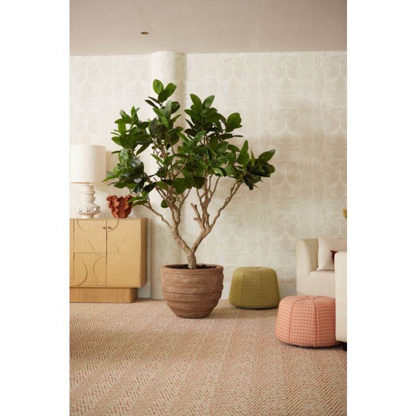 Ficus elastica botanic tree 240cm (knock down packing)