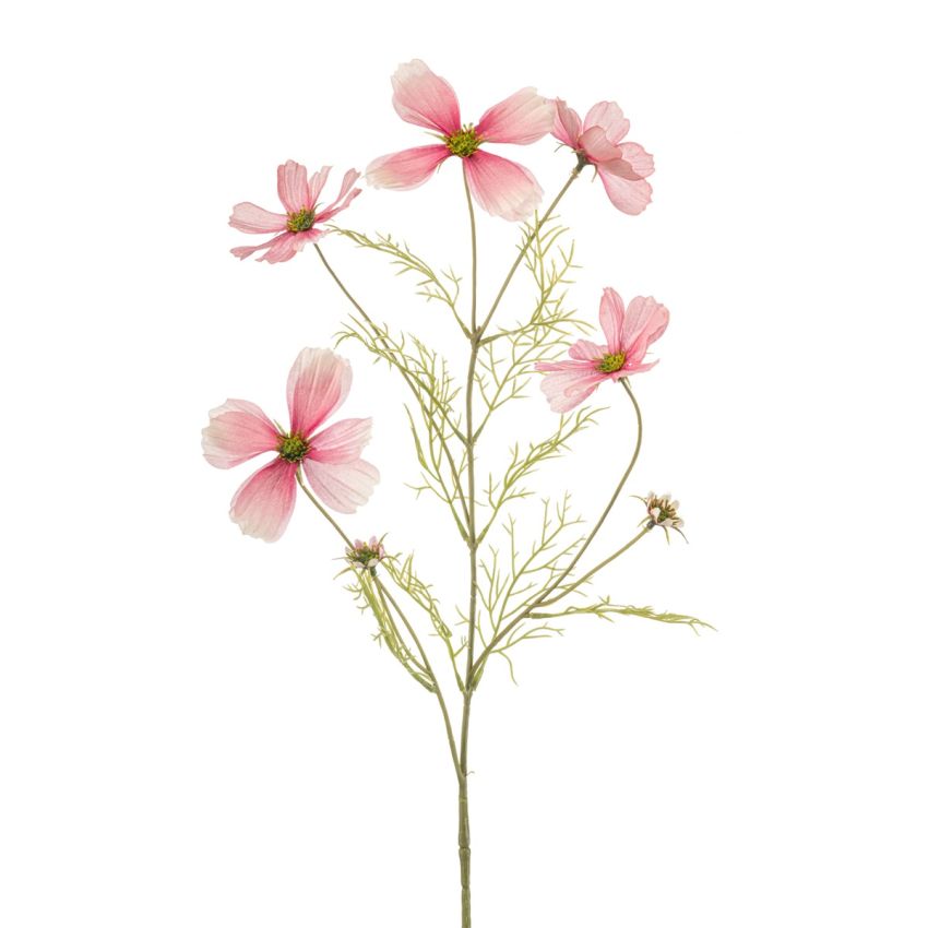 Cosmos spray pink 75cm