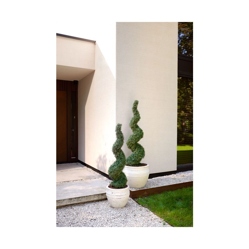 Boxwood spiral UV 150cm
