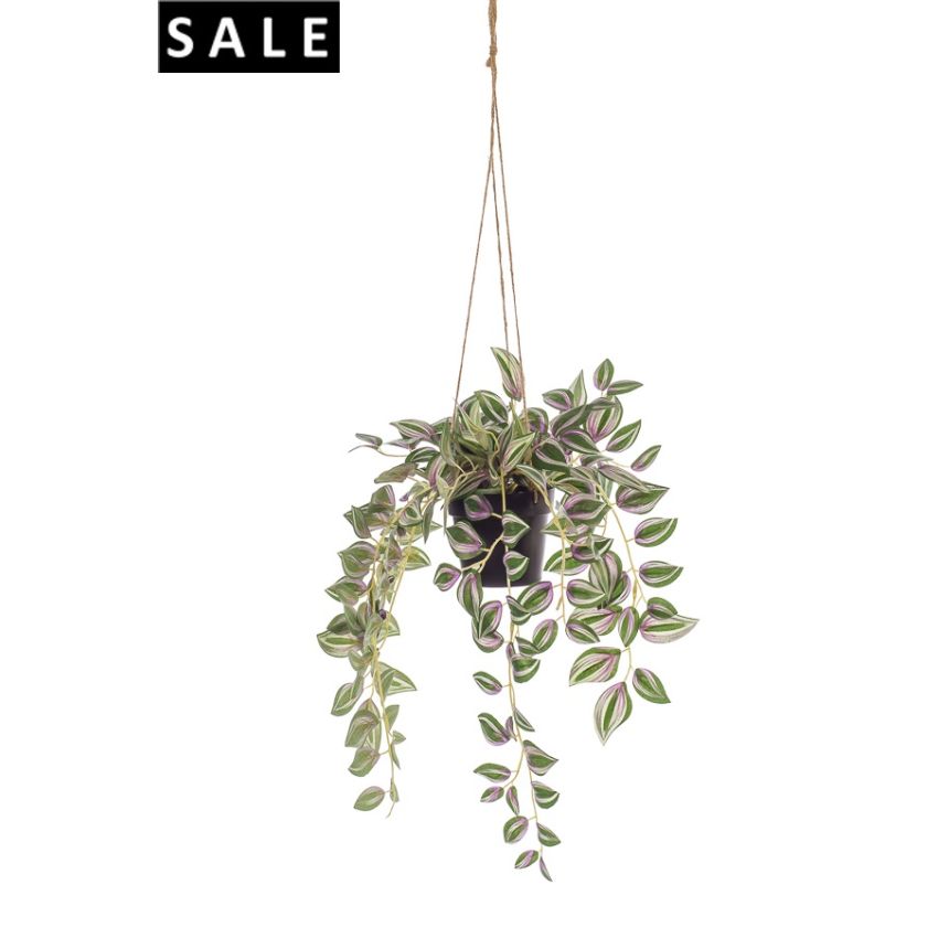 Tradescantia hanging in pot 80cm