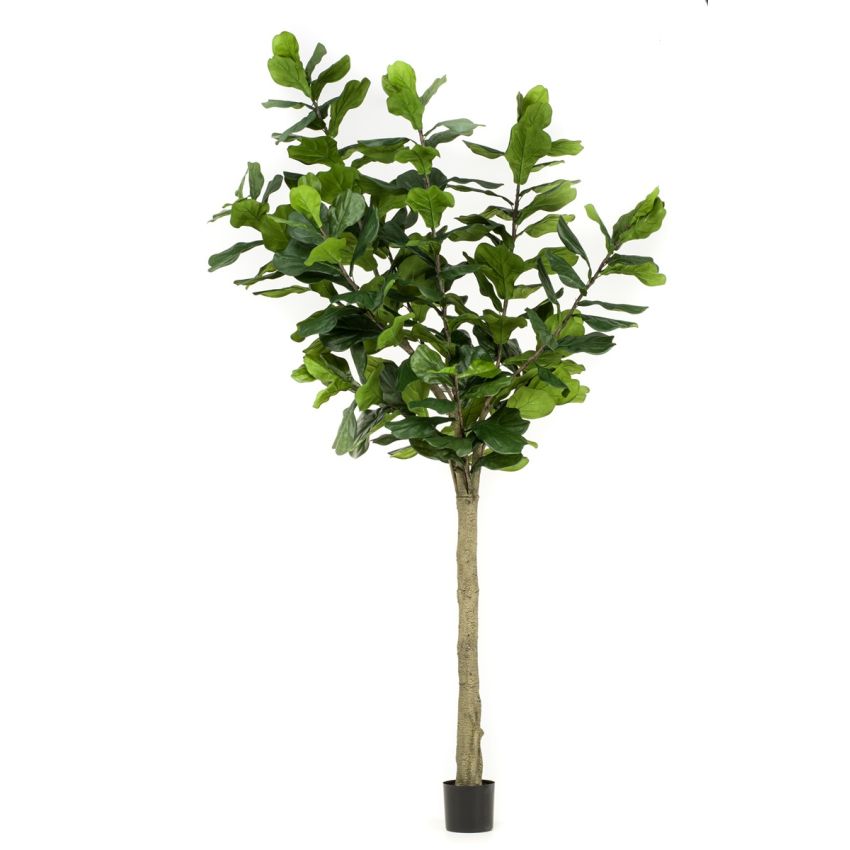 Ficus lyrata tree 300cm (knock down packing)