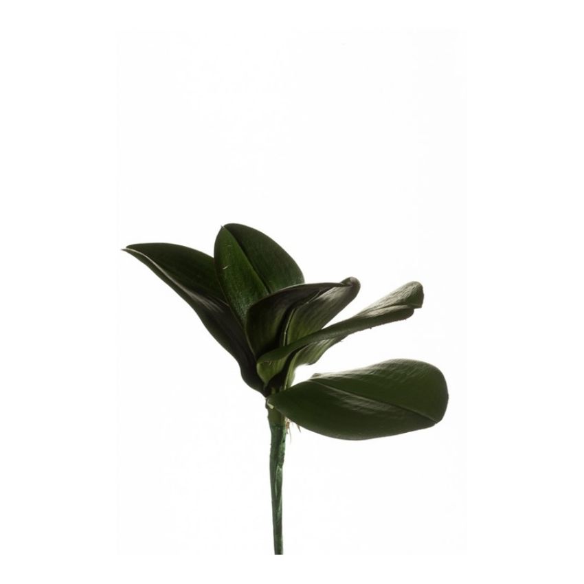 Phalaenopsis leaf bush dk green 25cm