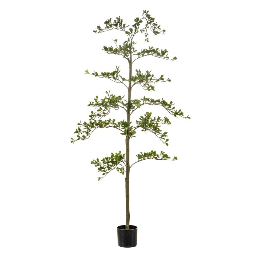 Bucida tree 175cm (knock down packing)