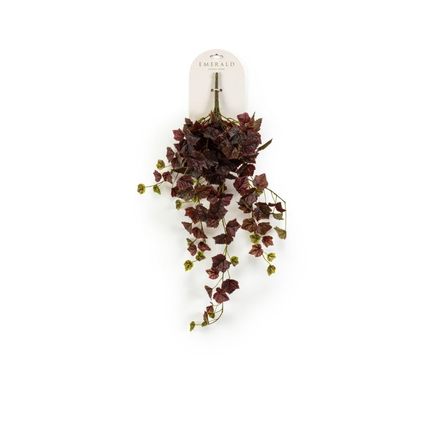 Grape hanging bush burgundy 60cm
