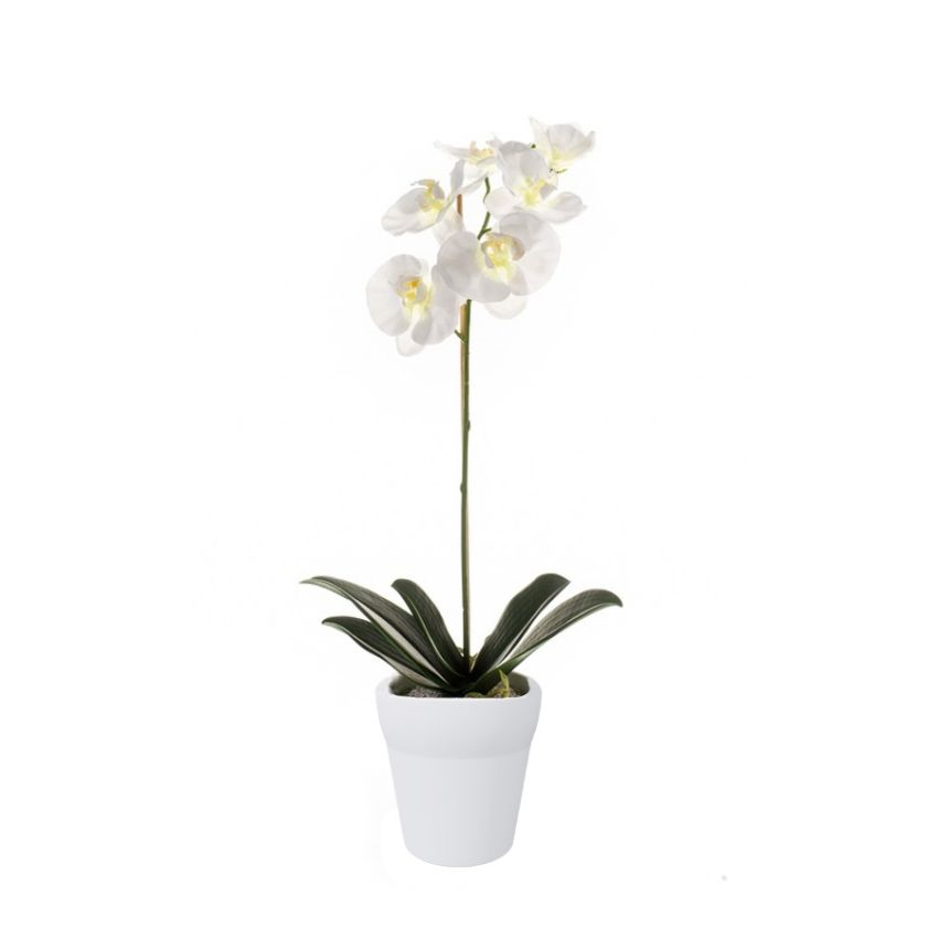 Phalaenopsis bush white 60cm in white pot