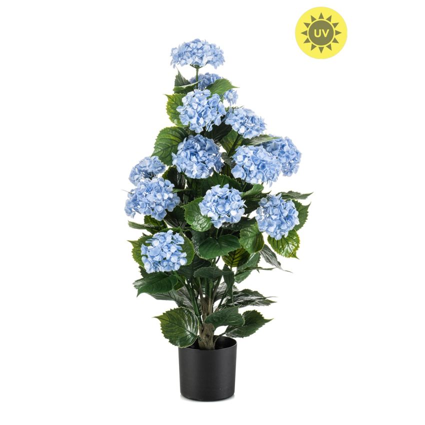 Hydrangea blue UV in pot 90cm