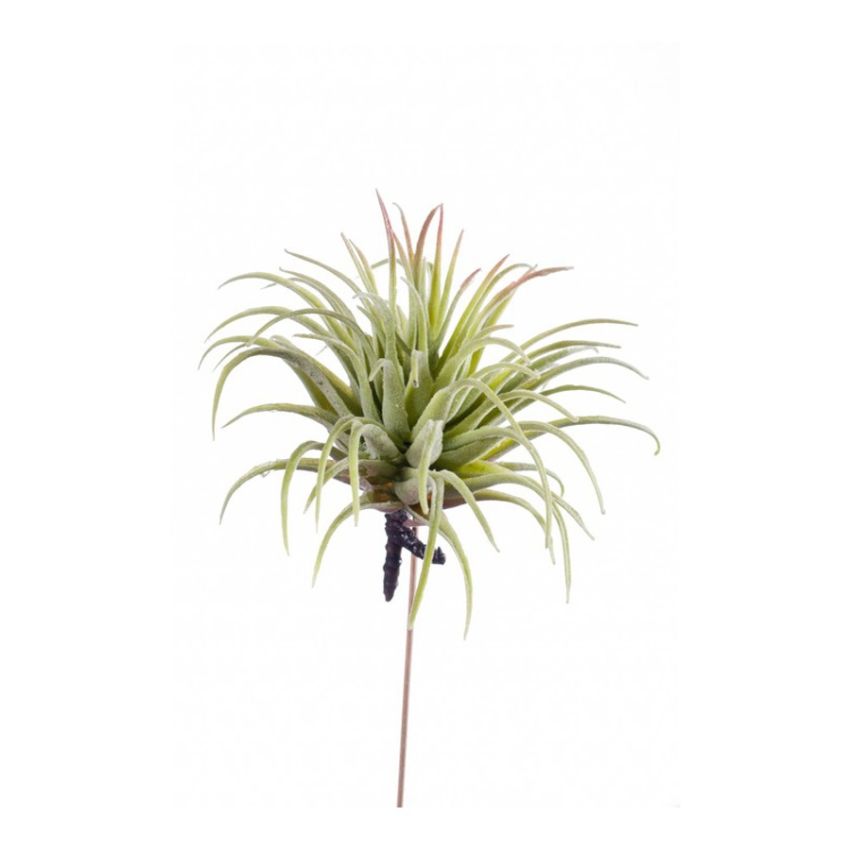 Tillandsia rubra lt green 12cm