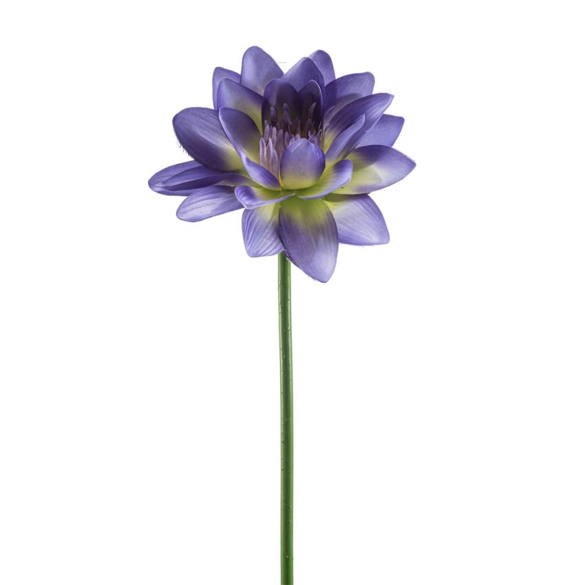 Lotus spray blue 80cm