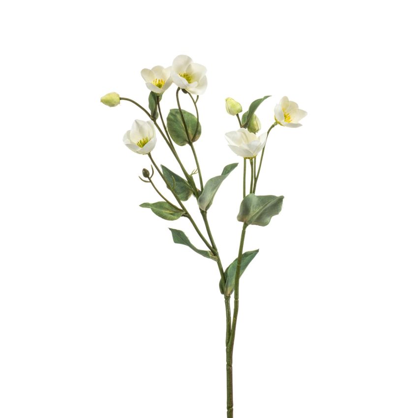 Helleborus spray white 52cm
