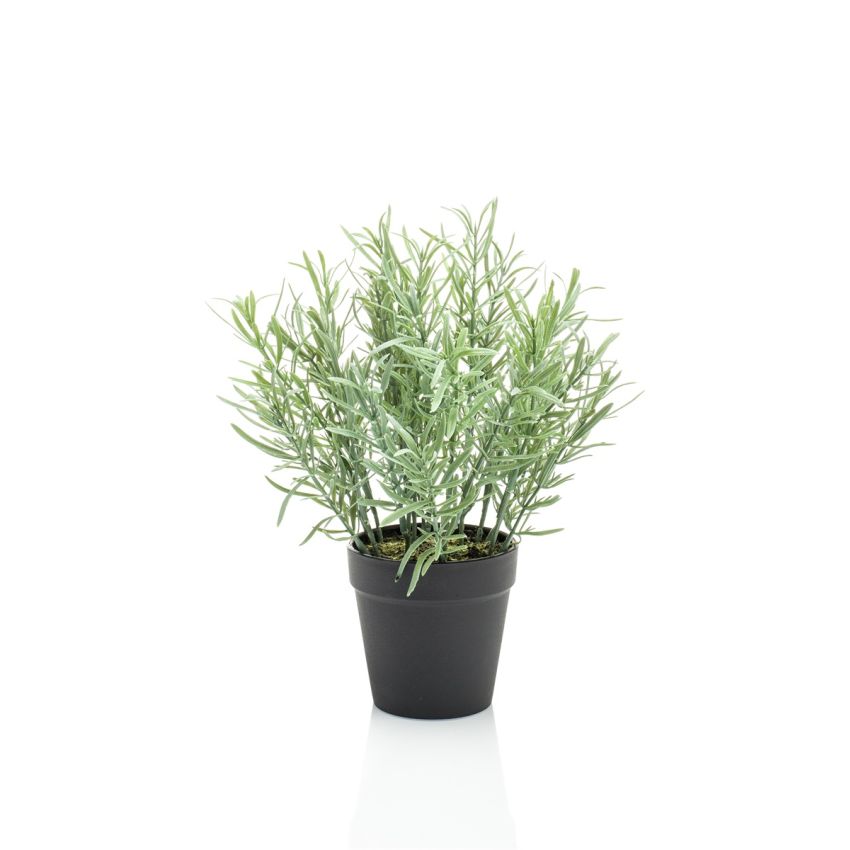 Rosemary in pot 25cm