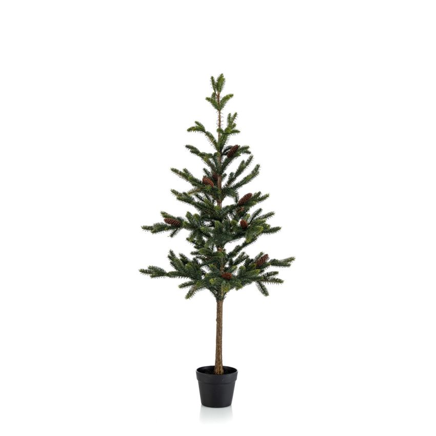 Pine w cones in pot 120cm