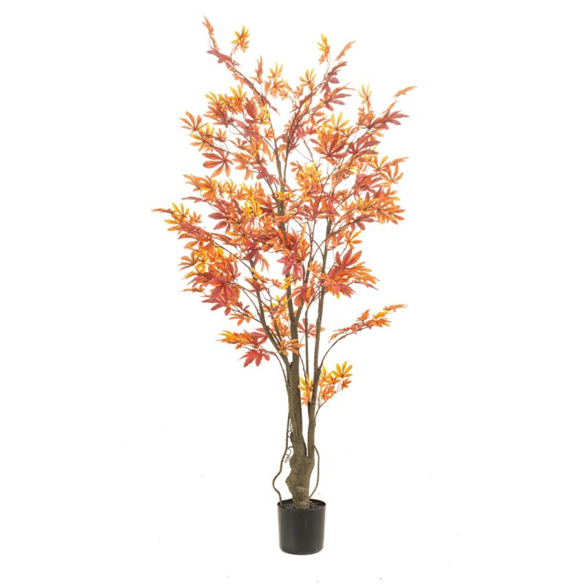 Maple japanese tree red/orange in pot 125cm