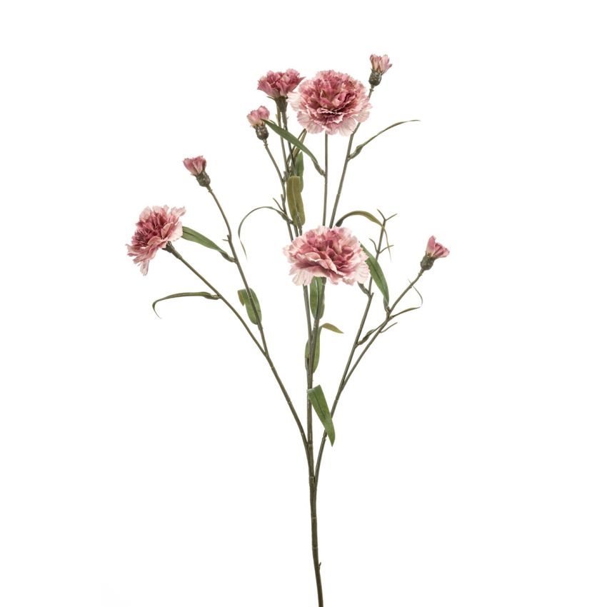 Dianthus spray old pink 70cm